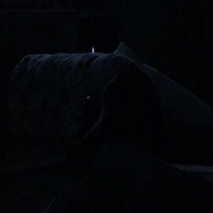 Meet your Posher, Dixie